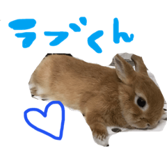 rabbitlovekun