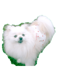 momonga_kutepomepo