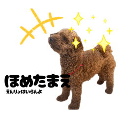 Lion_20260506110958