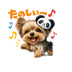 Yorkshire Terrier cutey