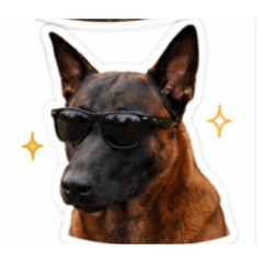 Kobae dog cute and butiful
