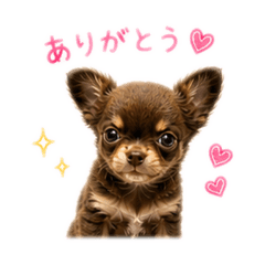 Chihuahua-LunaLia