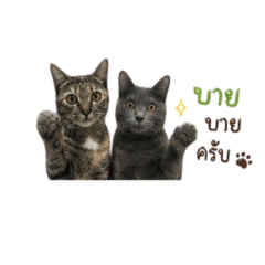 Chompoo_20260428152322