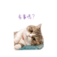 小萌粿的慵懶日常1