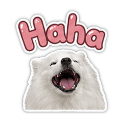 狐狸寶寶多比來了！