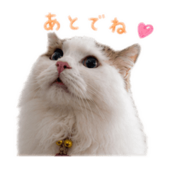 sedebu.