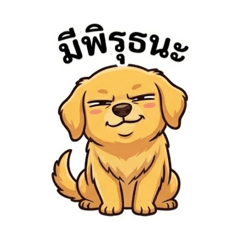 Aibo : A grumpy dog.
