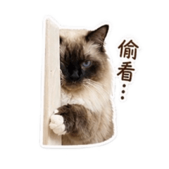 屁孩裝可愛