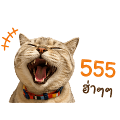 Cat Cat_20260430152708