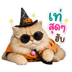 Pungping A Cute Cat