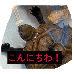 bocchichan_20260506153828