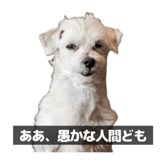 ami_20260506154502