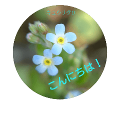 wild flowers -spring version-