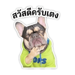 frenchie dog 1