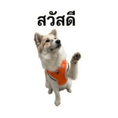 Chompoo_20260428153534
