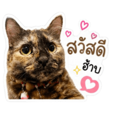 peetzaoop_20260501174745