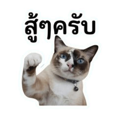 Mr.Tee_20260504095802