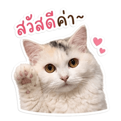 babycat nunuu