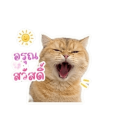 SUMMER FAT CAT