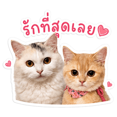 Nunuu & Honey cats