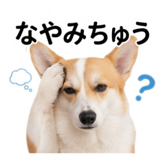 corgi mirach_2024