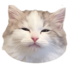mochimochi_20260506165639