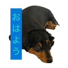 chachamaru_20260506183102