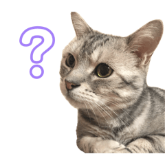 U&K_cute_cat_lovely