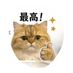 My baby cat maruuuuu
