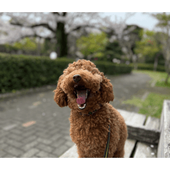 mona_20260506183544