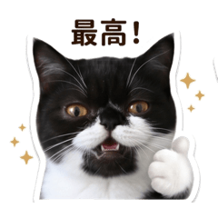 buchomaru_20260506172959
