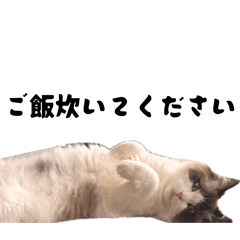 tuffyneko_20260506185501