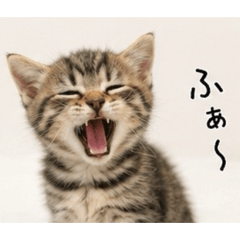 mr_0ln_20260506185836