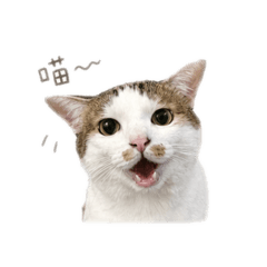 阿湯發胖日誌