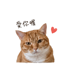 橘皮跟你說早安
