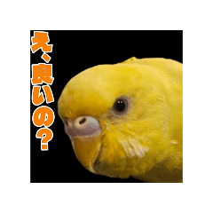 Peku_20260429154110