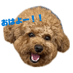 popo_20260506202927
