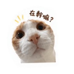 柑罵小媽寶❤️