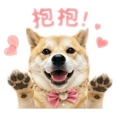 柴犬/妮妮寶貝