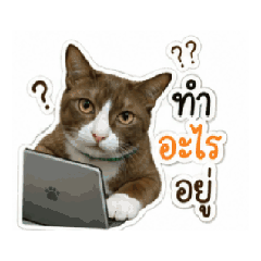 kung_20260508192101