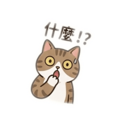 謝肥貓2