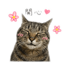 我家巧虎兒