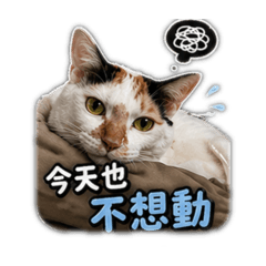 你好咪咪