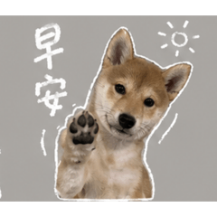 笨笨日常3