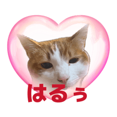 Harunekosu_20260506220908