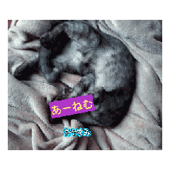 Applechan_20260508194541