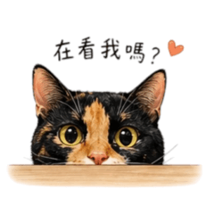 ㄉㄨㄞ第一彈