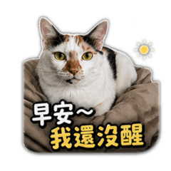 你好小咪咪