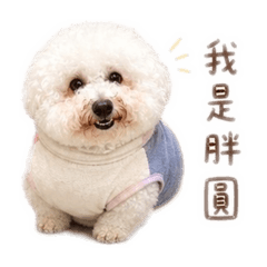 貴賓萌粉圓