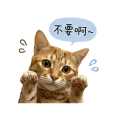 焦糖日常生活❤️